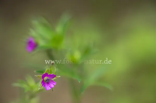 Fokus-Natur Bild