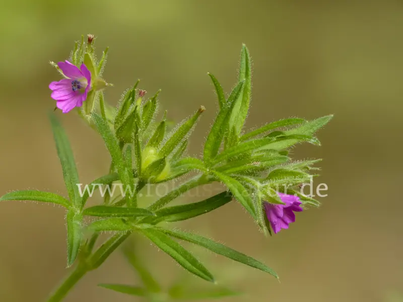 44791s