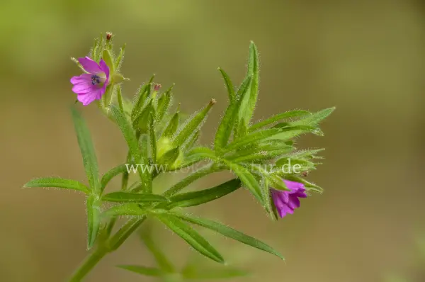 Fokus-Natur Bild
