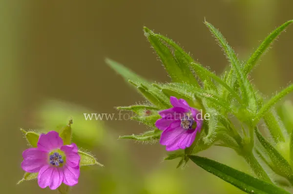 Fokus-Natur Bild
