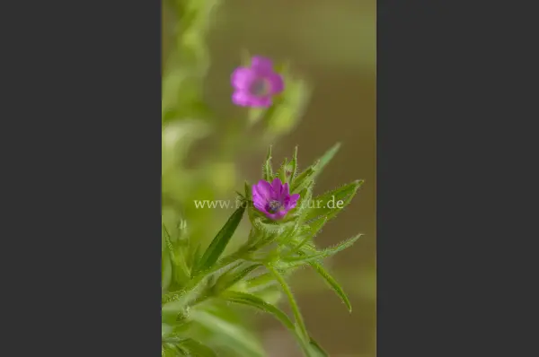 Fokus-Natur Bild