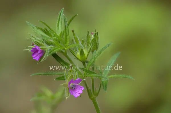 Fokus-Natur Bild