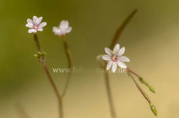 Fokus-Natur Bild