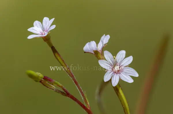 Fokus-Natur Bild