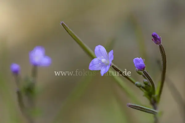 Fokus-Natur Bild