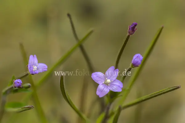 Fokus-Natur Bild