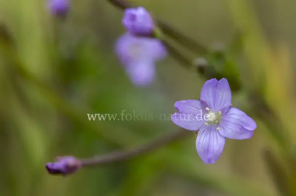 Fokus-Natur Bild