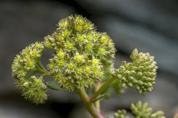 Fokus-Natur Bild