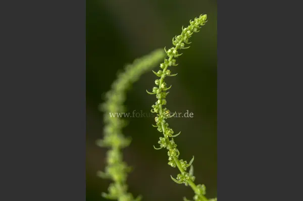Fokus-Natur Bild