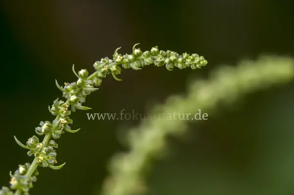 Fokus-Natur Bild