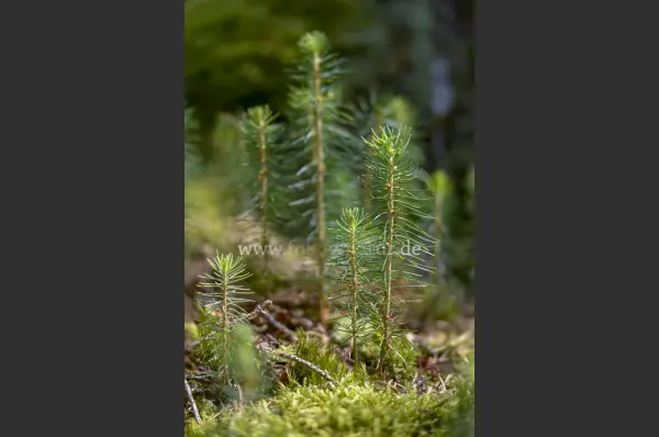 Fokus-Natur Bild