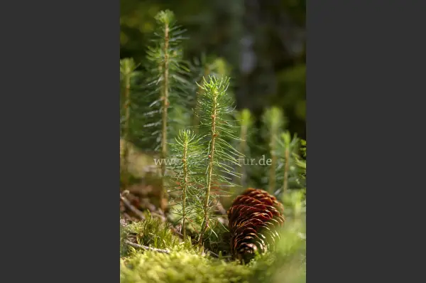 Fokus-Natur Bild