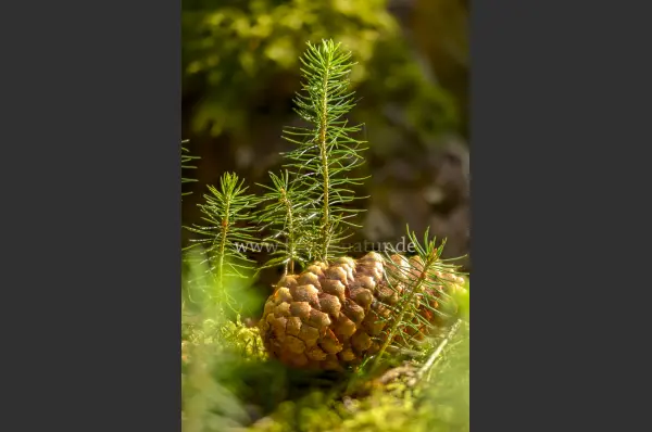 Fokus-Natur Bild