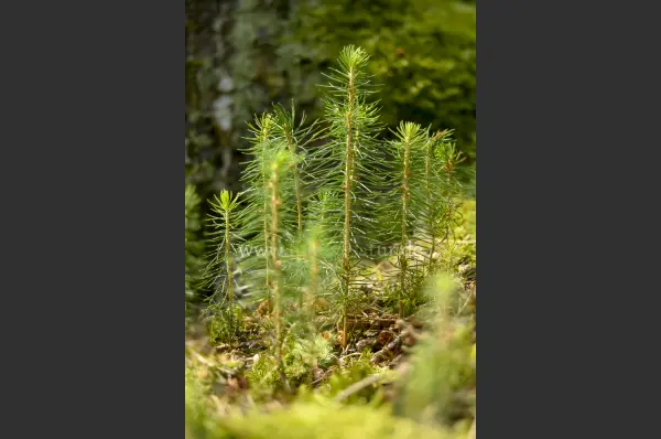 Fokus-Natur Bild