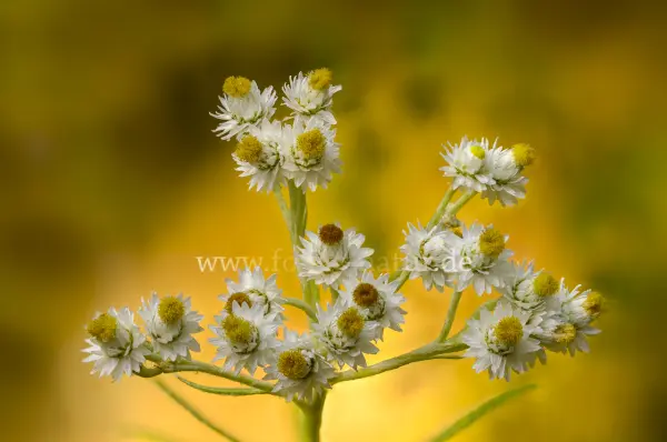 Fokus-Natur Bild