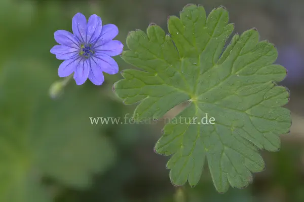 Fokus-Natur Bild
