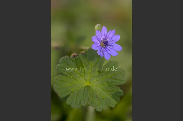 Fokus-Natur Bild