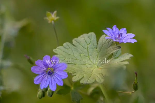 Fokus-Natur Bild