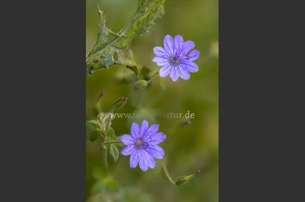 Fokus-Natur Bild