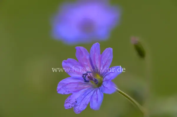 Fokus-Natur Bild