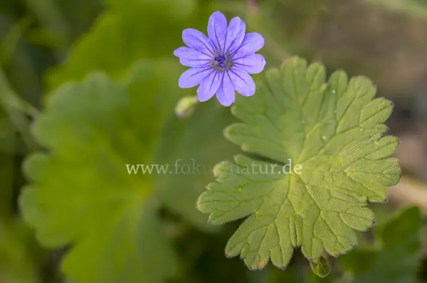Fokus-Natur Bild