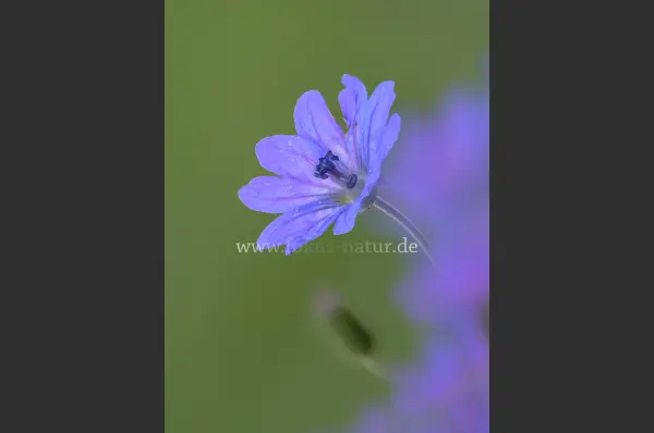 Fokus-Natur Bild