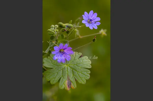 Fokus-Natur Bild