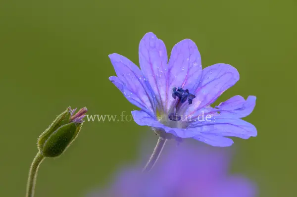 Fokus-Natur Bild