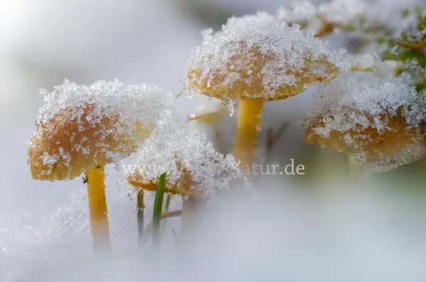 Fokus-Natur Bild