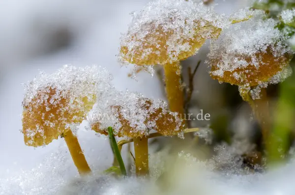 Fokus-Natur Bild