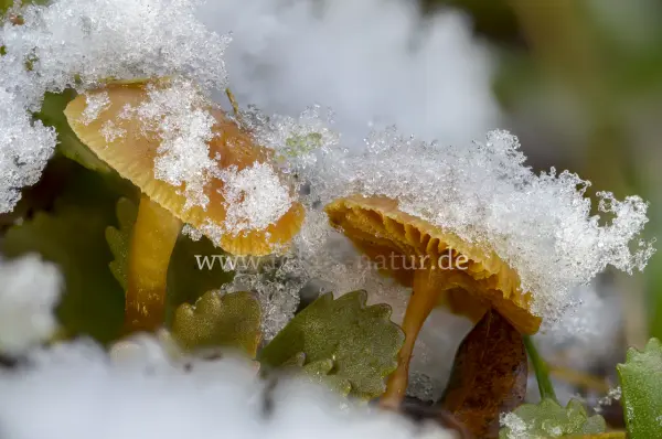 Fokus-Natur Bild