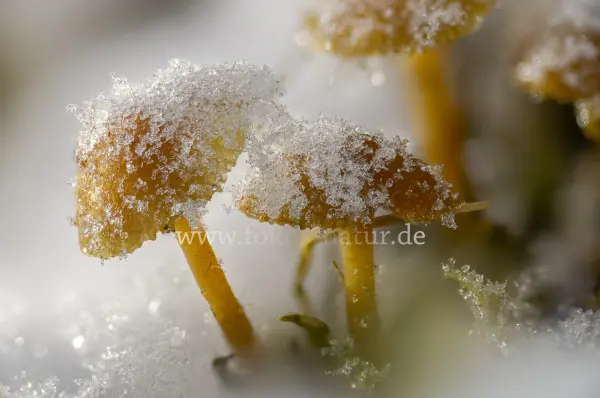 Fokus-Natur Bild
