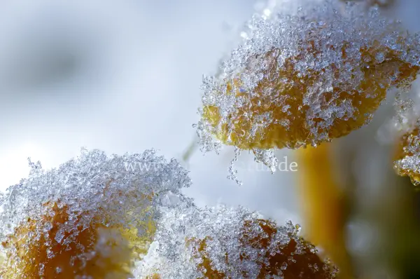 Fokus-Natur Bild