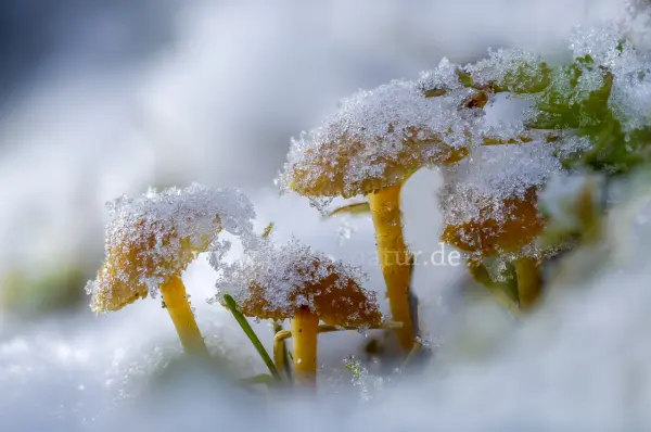 Fokus-Natur Bild