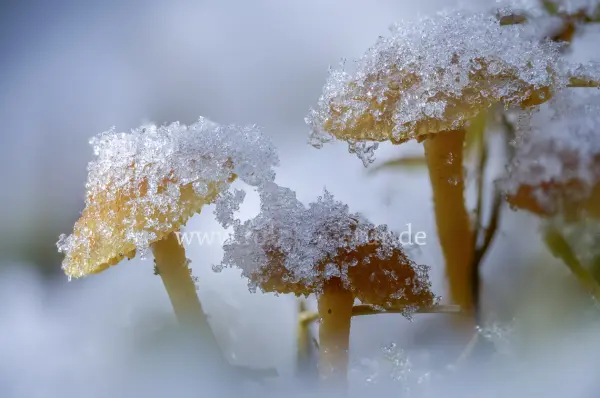 Fokus-Natur Bild