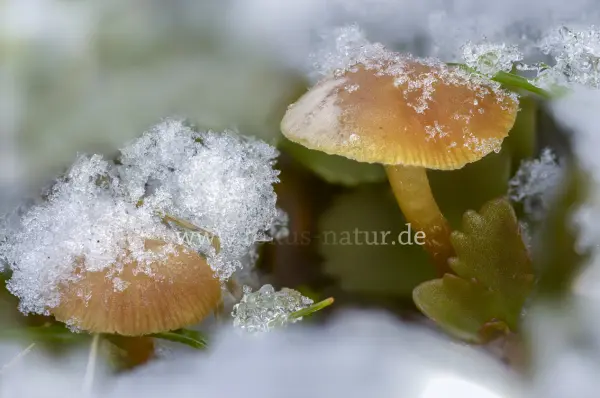 Fokus-Natur Bild