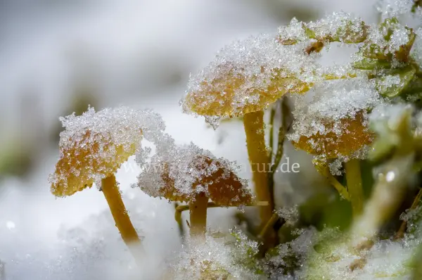 Fokus-Natur Bild