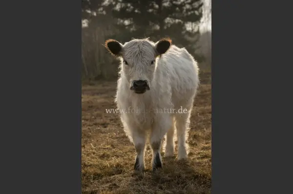 Fokus-Natur Bild