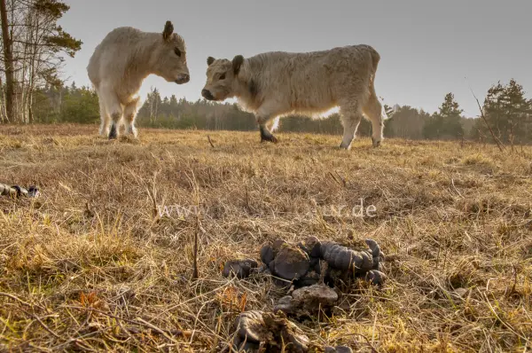 Fokus-Natur Bild