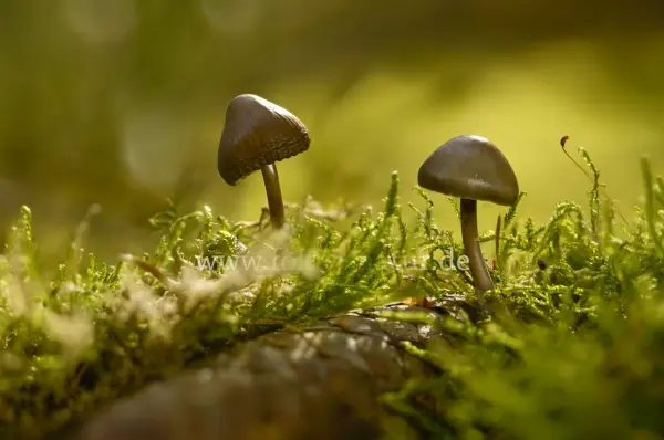 Fokus-Natur Bild