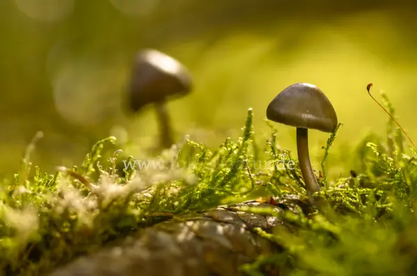 Fokus-Natur Bild