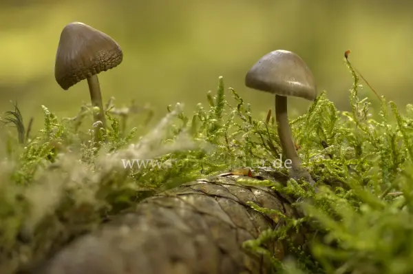 Fokus-Natur Bild