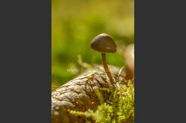 Fokus-Natur Bild