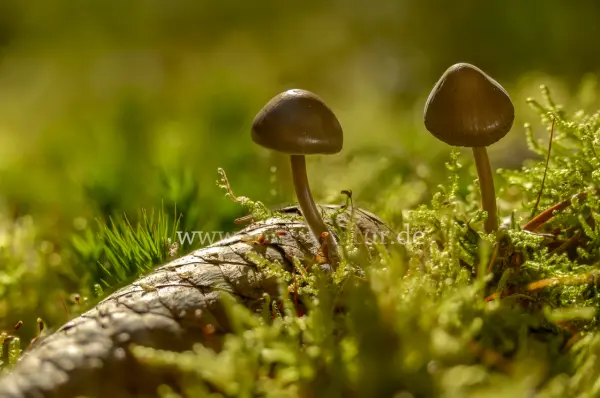 Fokus-Natur Bild