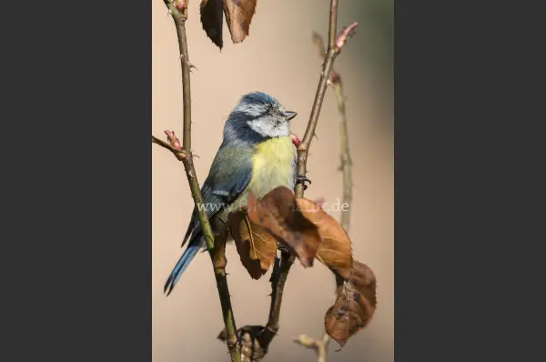 Fokus-Natur Bild