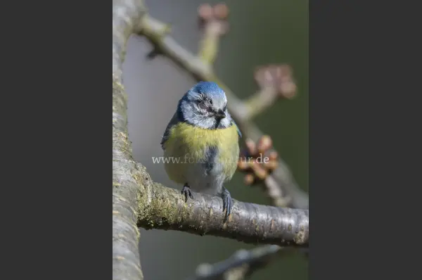 Fokus-Natur Bild