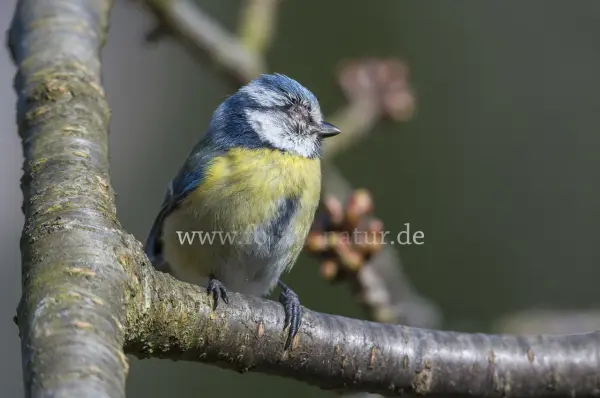 Fokus-Natur Bild