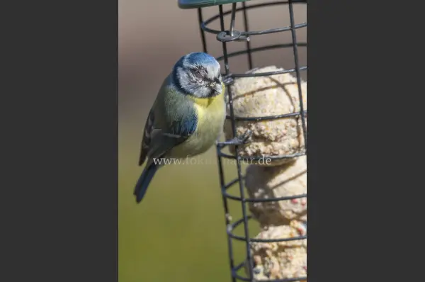 Fokus-Natur Bild