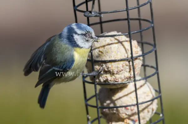 Fokus-Natur Bild