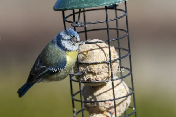 Fokus-Natur Bild
